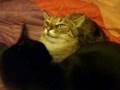 3CoolKats, Episode 42, RE: Let the game begin