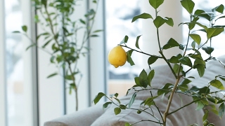 Des fruits frais localfood dans son appartement pour 0€