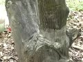 Invisible Gardener\ Invisible Gardener\