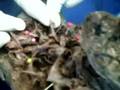 videos de PULMON DER2