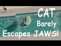Video: Cat Uses Surfboard To Escape Dog