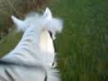 Carolena im Galopp Carolena im Galopp