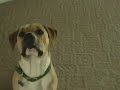My adopted dog!!!