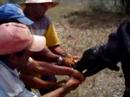 Parto da Vaca - Childbirth of The Cow