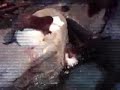 River Otters Eat Snowman River Otters Eat Snowman
