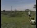 Lion attack hunting safari Africa