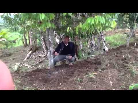 how to fertilize longan