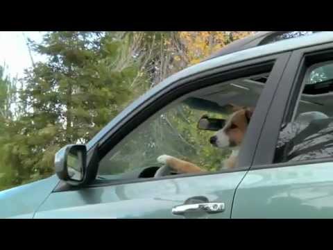 Subaru - Dogs Go Camping Funny Commercial