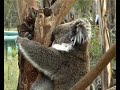 Phillip Island