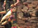 They need to be supervised closely when they are together. They don't trust each other yet.I think Jabba is a bit jealous of Daisy, since he was here first.  He is the boss!Music by Kevin MacLeod