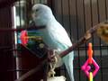 Chirpy Budgie