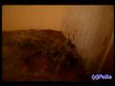 P�renie Psalmopoeus cambridgei