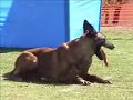 Mac - FR Brevet - Belgian Malinois