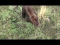 Bear eats elk calf - Yellowstone National Park
