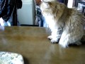 「ちょーだい」ねこりんちゃん♪ 【りんちゃん VS トレー】 cat vs tray