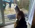 Jake the Beagle/Coon Hound having Issues with Siren