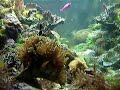 Clowns and frogspawn Clowns and frogspawn