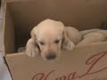 perrito labrador golden dorado camada andy