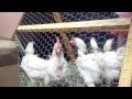 Rescue Battery Hens Cape Town - Mission 1