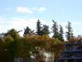 videos de Massive NOT-Windstorm (Jan 4, 2008)