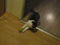 PLAYING SILK