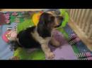Bivens Bassets 09-11-07