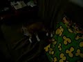 Otra del gato histerico