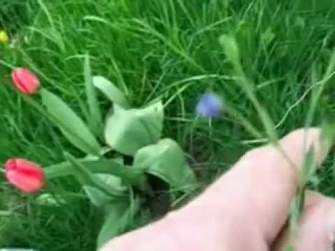 how to harvest flax fiber