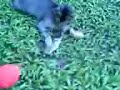 Mike Tyson Wannabe(BOXING CAT)