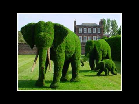 how to train ivy topiary