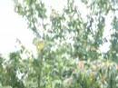 Im Garten