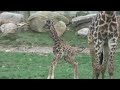A Tale of Two Baby Giraffes