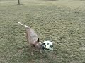 Dually playing soccer