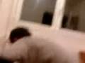 videos de bulldog bob