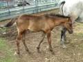 videos de Romeo & Sonia; Summer 2006