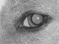 My basenji - Talker - Nocturne
