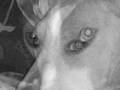 Basenji video
