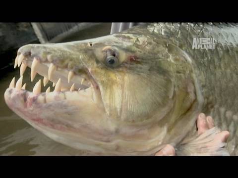 goliath tiger fish river monsters. RIVER MONSTERS airs Sundays at