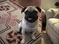 Nick and his tricks (1 year old) Nick and his tricks (1 year old)