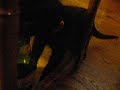 LE CHAT C UN OUF LE CHAT C UN OUF