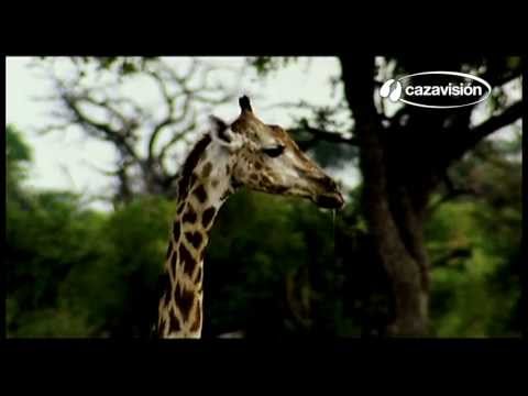 Bajo el cielo salvaje de África: caza del kudú Bajo el cielo salvaje de África: caza del kudú