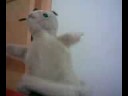 wiewi�r You Can Dance