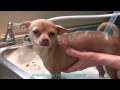 SCRUB-A-DUB Bath Loving Doggy!