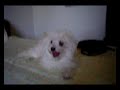mi perrita maltesa