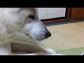 紀州犬