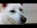 紀州犬が大好きな人へ -Kishu dog who loves to- 紀州犬