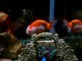 New Goldfish in 20gal tank (Let's learn fish)