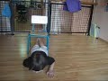 crawling under chair w narration