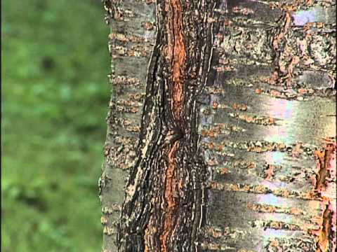 how to fertilize a kwanzan cherry tree