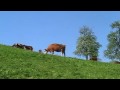 Video ansehen